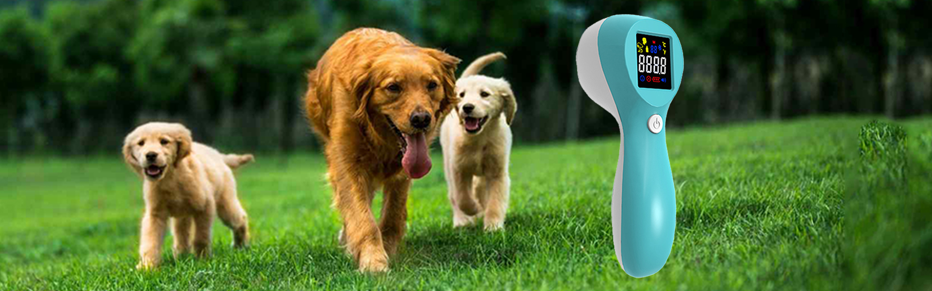 Animal Thermometry